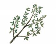 Commiphora myrrha 